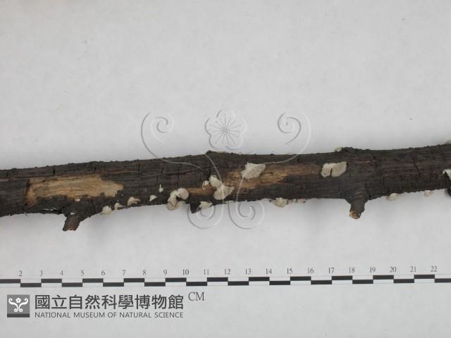 裂褶菌藏品圖，第4張