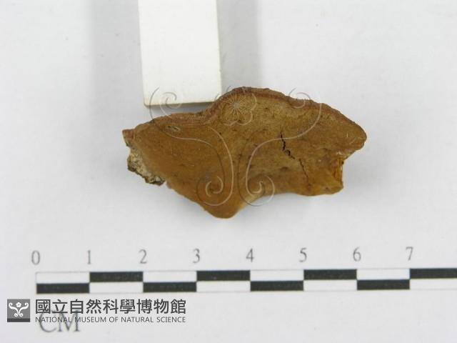 木層孔菌屬藏品圖，第4張