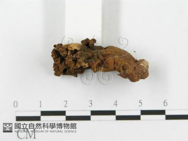 登錄號:F0020490藏品圖，第4張