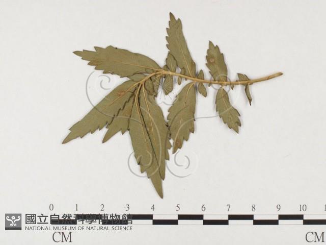 登錄號:F0026490藏品圖，第4張