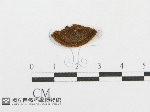 木層孔菌屬藏品圖，第4張