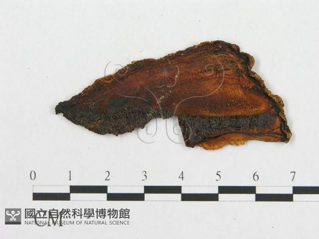 登錄號:F0011490藏品圖，第4張