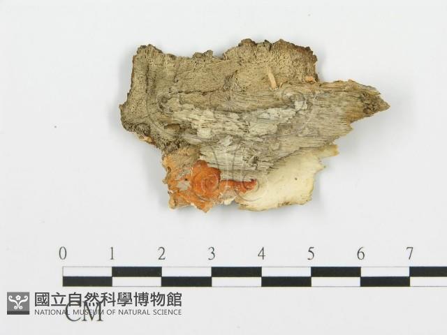 登錄號:F0017490藏品圖，第4張