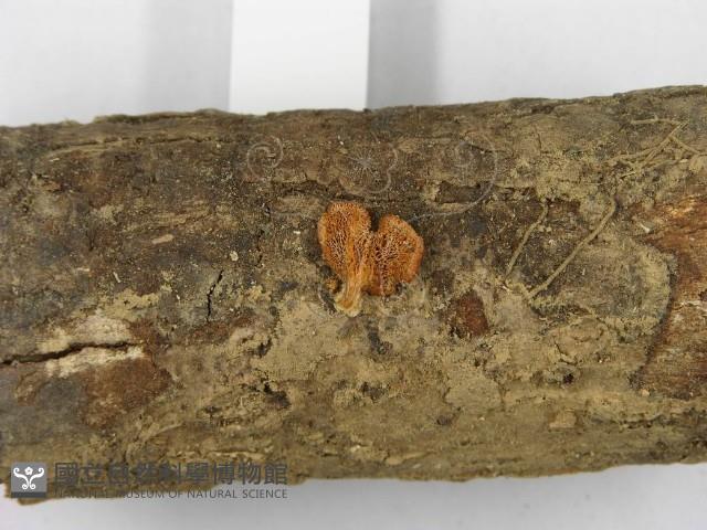 登錄號:F0010790藏品圖，第4張