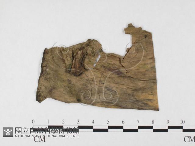 登錄號:F0026790藏品圖，第4張