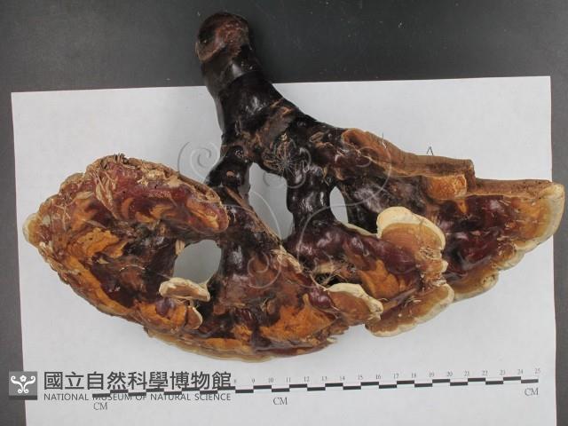 登錄號:F0009790藏品圖，第4張