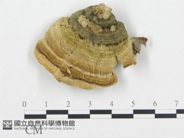 登錄號:F0019790藏品圖，第4張