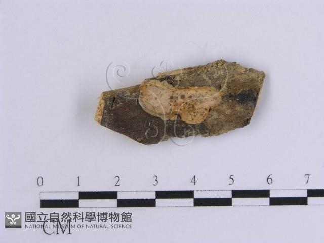 韌革菌屬藏品圖，第4張