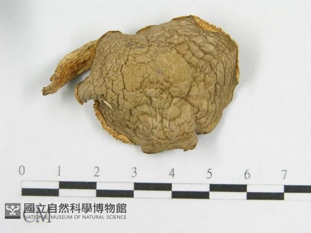 粉褶菌屬藏品圖，第4張