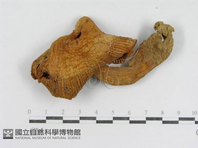 登錄號:F0007590藏品圖，第4張