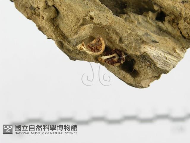 登錄號:F0005590藏品圖，第4張