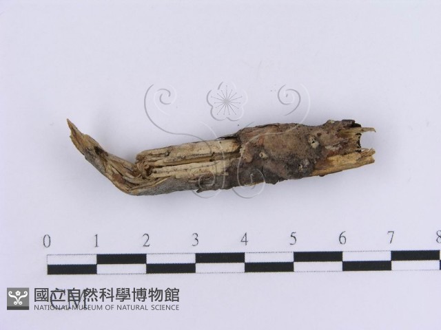 登錄號:F0013590藏品圖，第4張