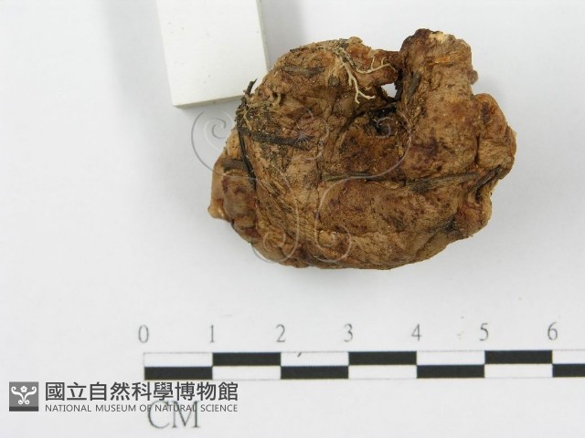 登錄號:F0008190藏品圖，第4張