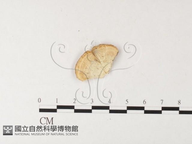 登錄號:F0026190藏品圖，第4張