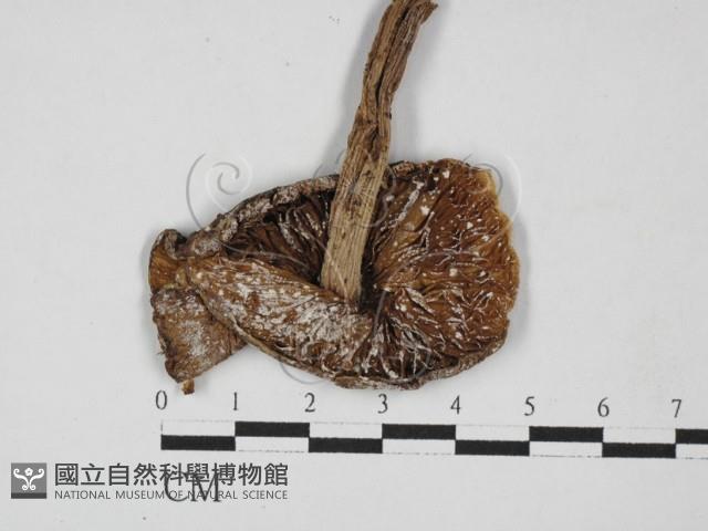 登錄號:F0002190藏品圖，第1張