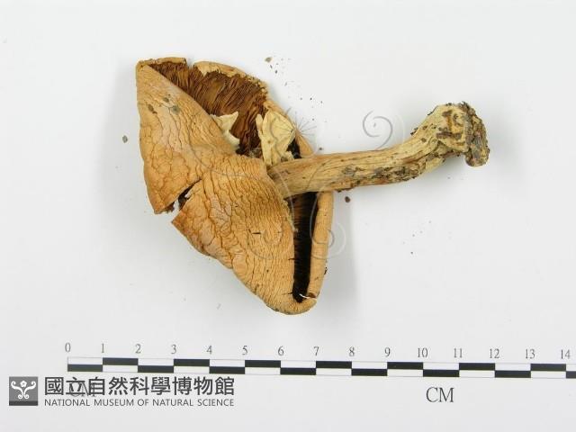 登錄號:F0016090藏品圖，第4張