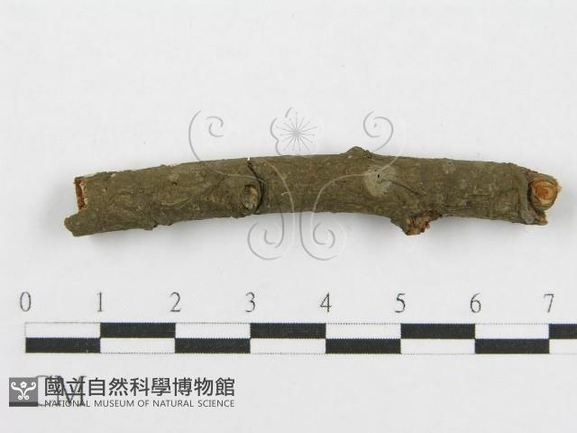 筍殼菌屬藏品圖，第4張