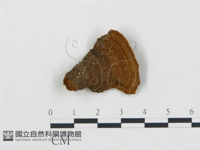 登錄號:F0000390藏品圖，第4張