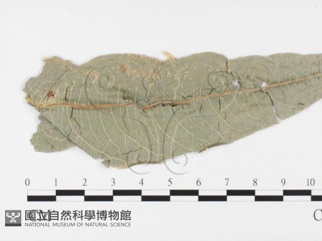 登錄號:F0026390藏品圖，第4張