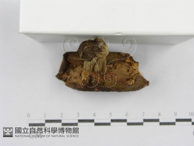 登錄號:F0016390藏品圖，第4張