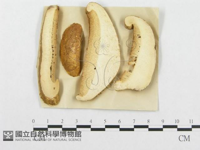 登錄號:F0011390藏品圖，第4張