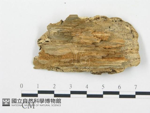 登錄號:F0017390藏品圖，第4張