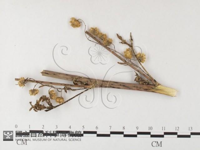 登錄號:F0026280藏品圖，第4張