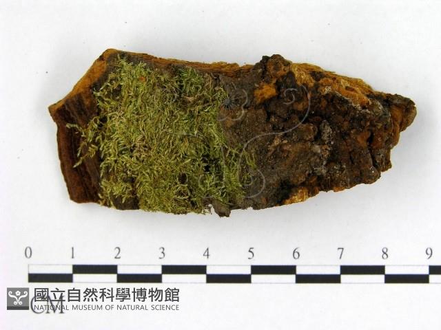 登錄號:F0006280藏品圖，第4張