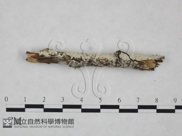 冇骨消絲齒菌藏品圖，第4張