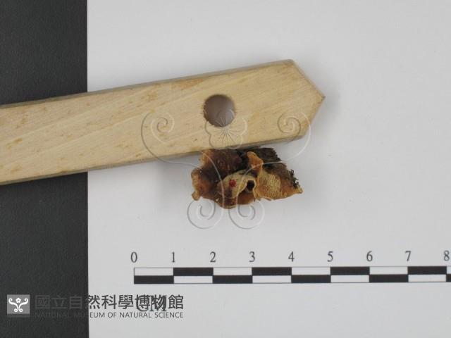 登錄號:F0015280藏品圖，第4張