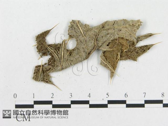 登錄號:F0019280藏品圖，第4張