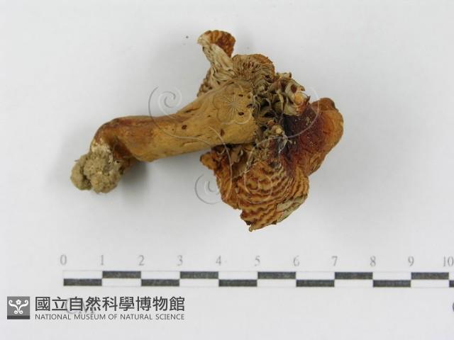 登錄號:F0013280藏品圖，第4張