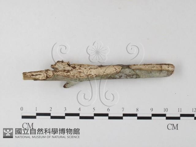 韌革菌屬藏品圖，第4張