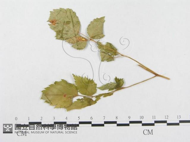 登錄號:F0018980藏品圖，第4張