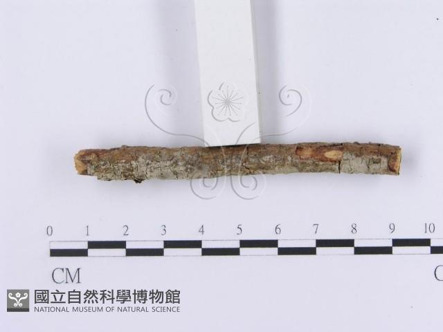 登錄號:F0002980藏品圖，第4張