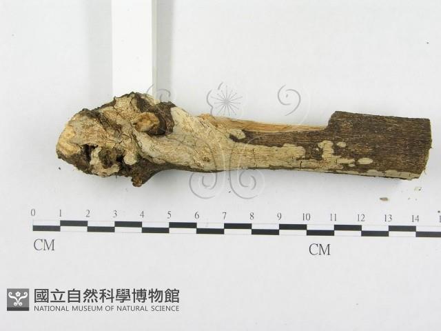 登錄號:F0003980藏品圖，第4張