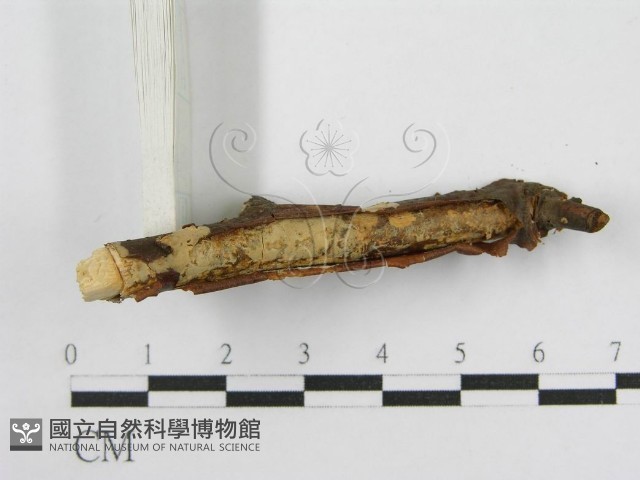 登錄號:F0016680藏品圖，第4張