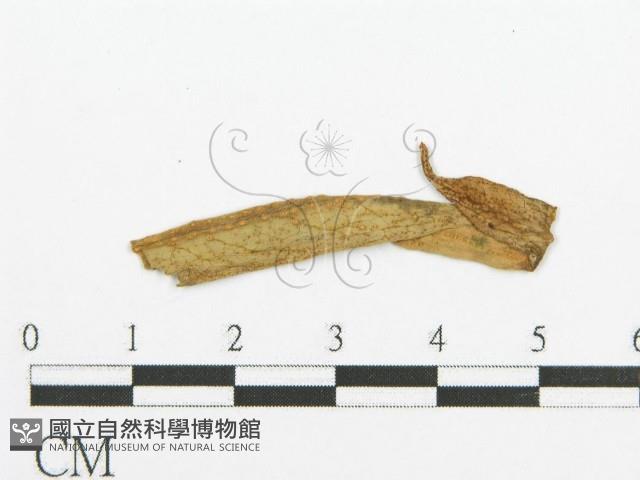 登錄號:F0011680藏品圖，第4張