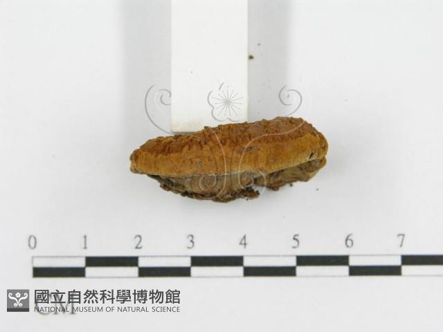 登錄號:F0012680藏品圖，第4張