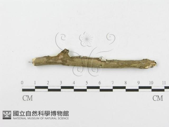 登錄號:F0020480藏品圖，第4張