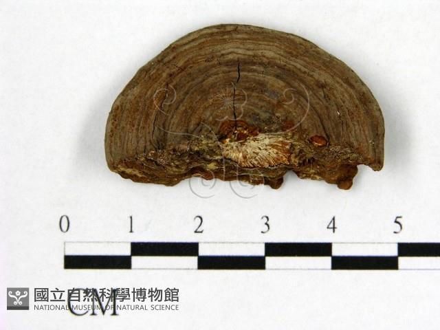 登錄號:F0016480藏品圖，第4張