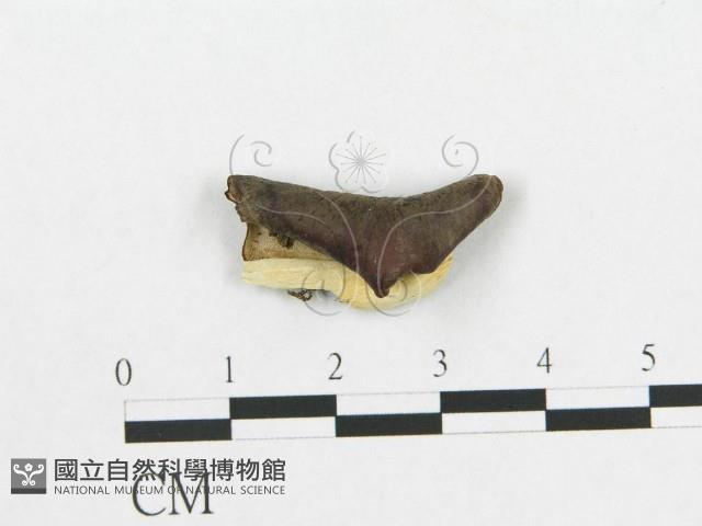登錄號:F0018780藏品圖，第4張