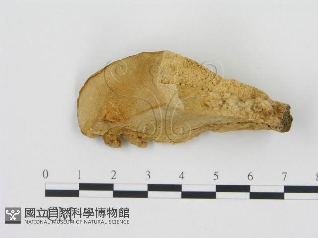 松生擬層孔菌藏品圖，第1張