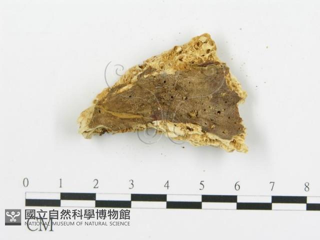 登錄號:F0019780藏品圖，第4張