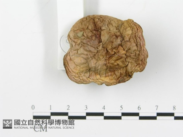 登錄號:F0014580藏品圖，第4張