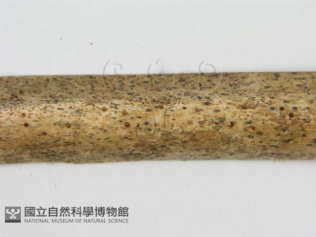 登錄號:F0007580藏品圖，第4張