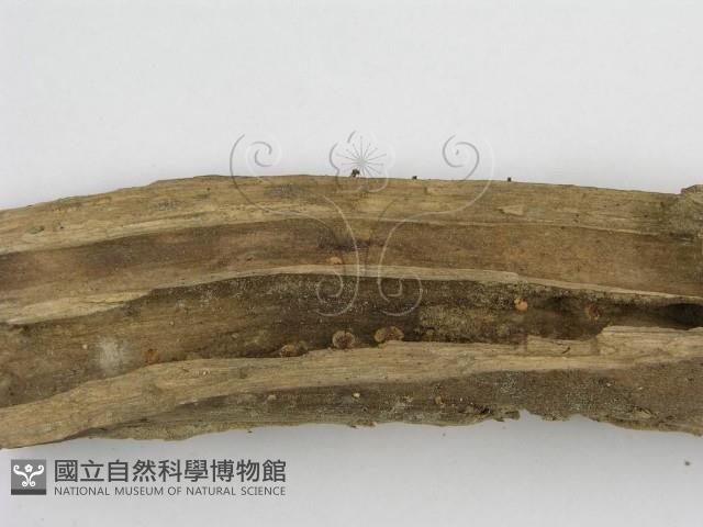登錄號:F0005580藏品圖，第4張