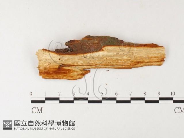 登錄號:F0026180藏品圖，第4張