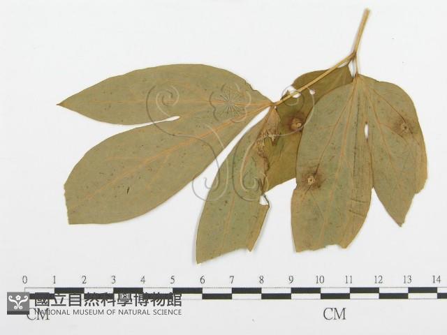 登錄號:F0019180藏品圖，第4張