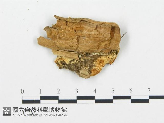 登錄號:F0006080藏品圖，第4張